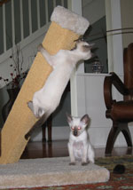 Lyle and Carlos on b24 slant post