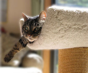 Jupiter the cat lounging in cat cradle