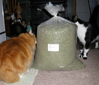 Catman's cats sniffing 10lb. bag of catnip